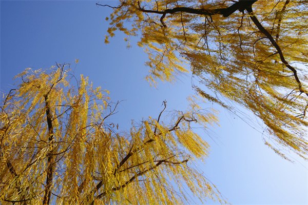 九游娱乐平台：出国留学服务平台(图2)