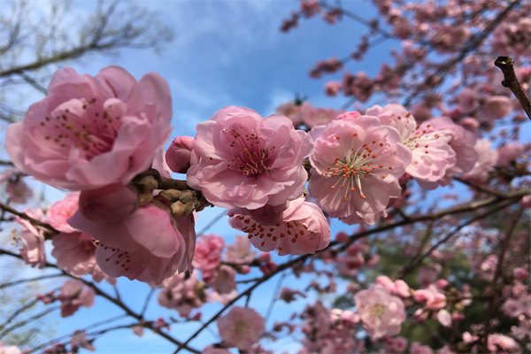 九游娱乐平台：出国留学服务平台(图4)