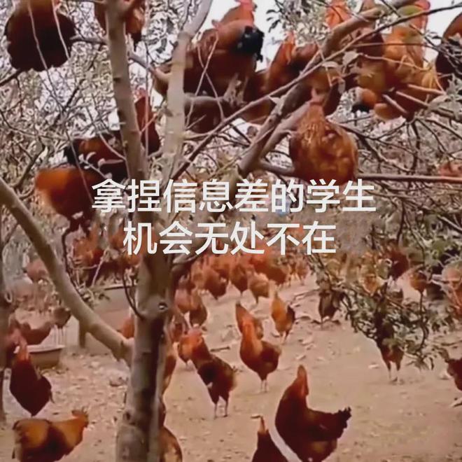 九游娱乐平台：大聪明学生吃信息差的甜和学习红利都吃撑了(图8)