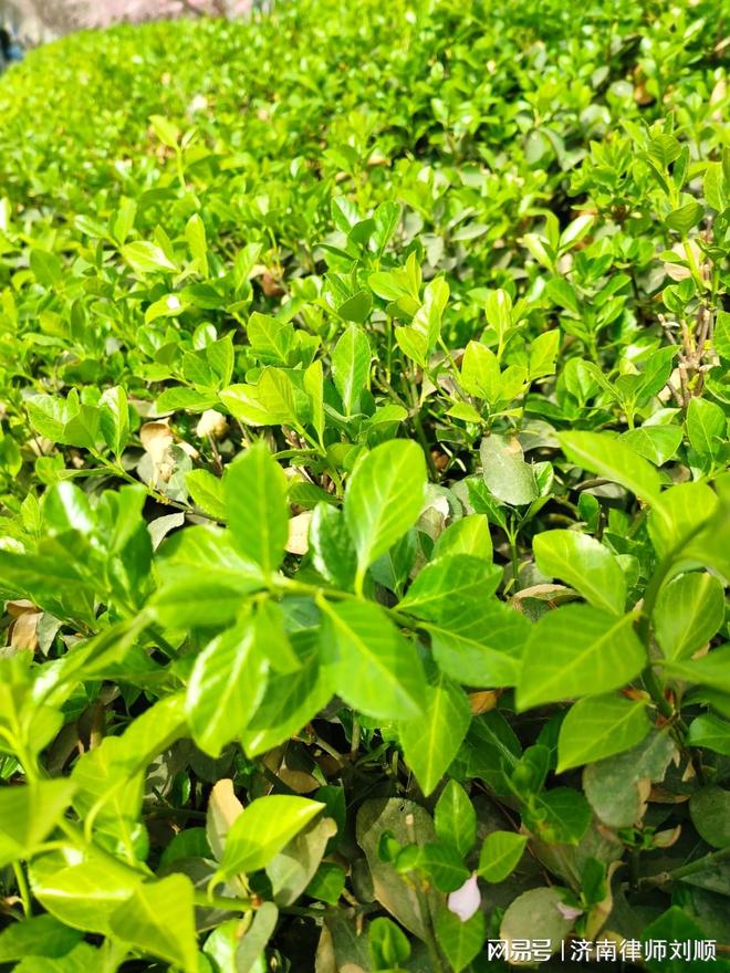 九游娱乐网站：在济南去哪儿申请工伤认定济南工伤认定应该注意什么(图2)