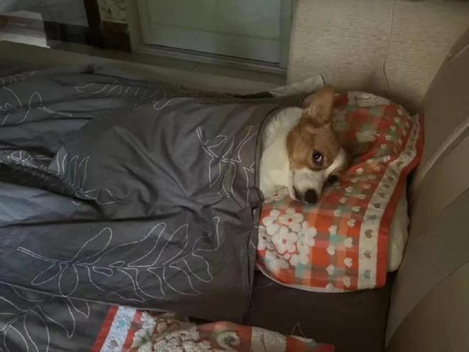 九游娱乐：出国留学让爸妈帮养狗从万般嫌弃到万千宠爱睡我床成我亲妹！(图3)